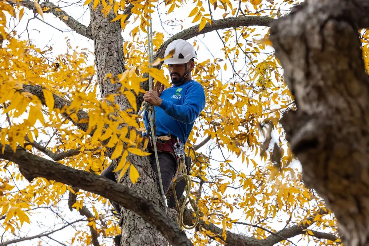 Skilled Tree Planing crew working in Fairfax
